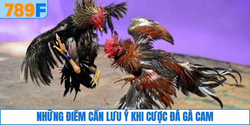 Những điểm cần lưu ý khi cược đá gà Cam 