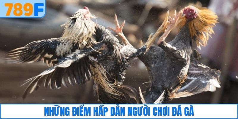 Những điểm hấp dẫn người chơi đá gà