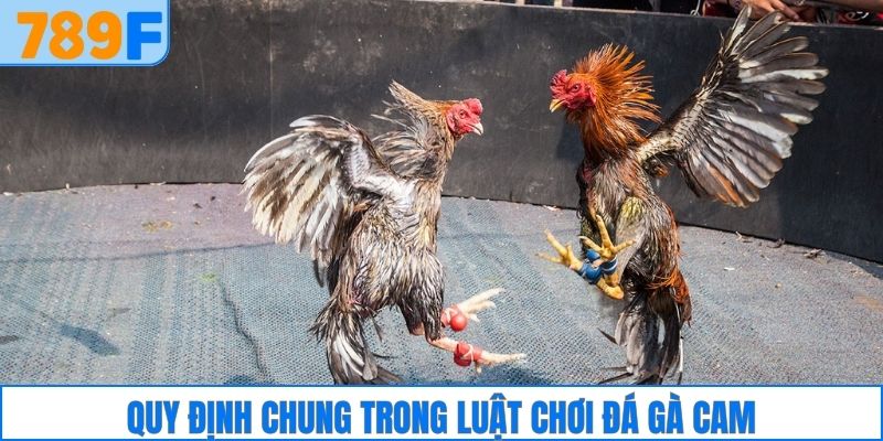 Quy định chung trong luật chơi đá gà Cam