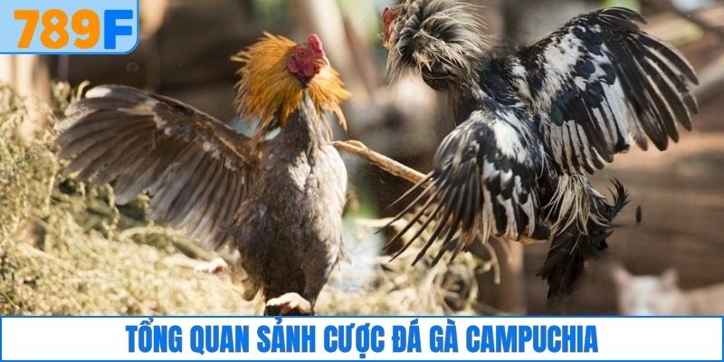 Tổng quan sảnh cược đá gà Campuchia