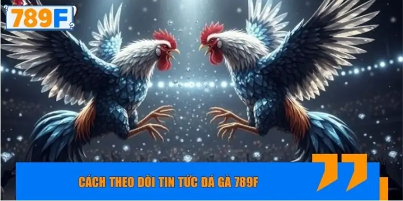 Cách theo dõi tin tức đá gà 789F hiệu quả và chọn lọc