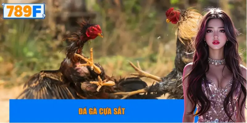 Đá gà cựa sắt