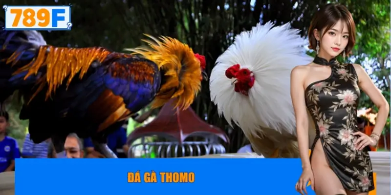 Đá gà thomo