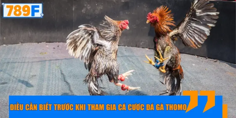 Điều cần biết trước khi tham gia cá cược đá gà Thomo