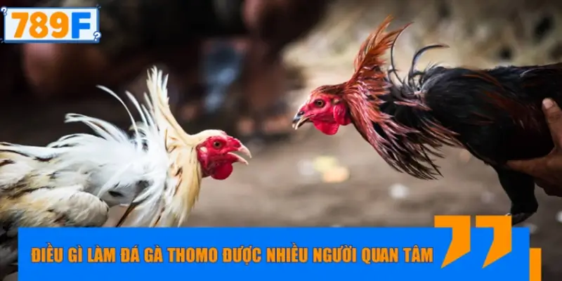 Điều gì làm đá gà Thomo được nhiều người quan tâm