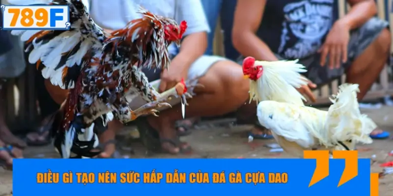 Điều gì tạo nên sức hấp dẫn của đá gà cựa dao