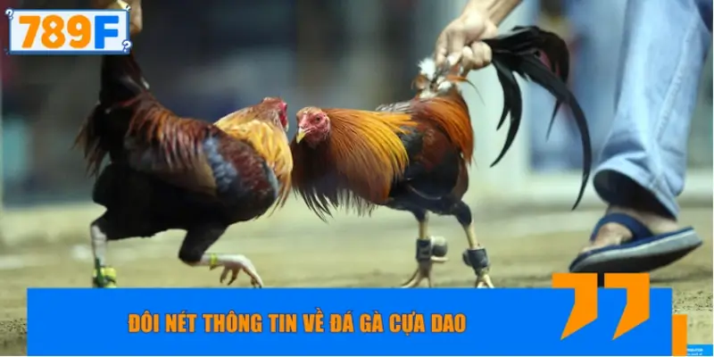 Đôi nét thông tin về đá gà cựa dao 789f
