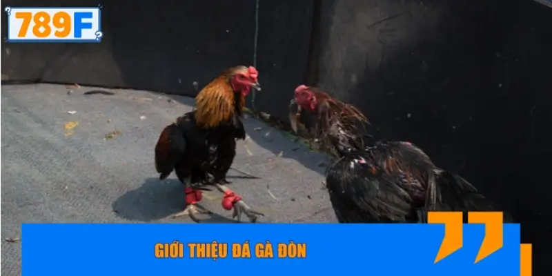 Giới thiệu đá gà đòn