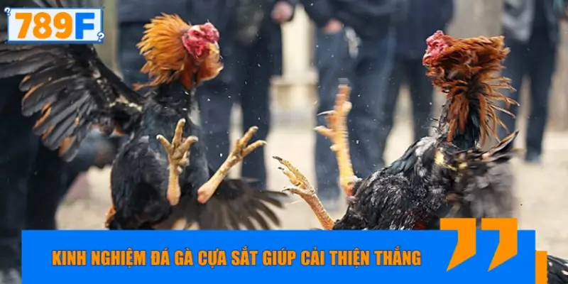 Kinh nghiệm đá gà cựa sắt giúp cải thiện khả năng thắng