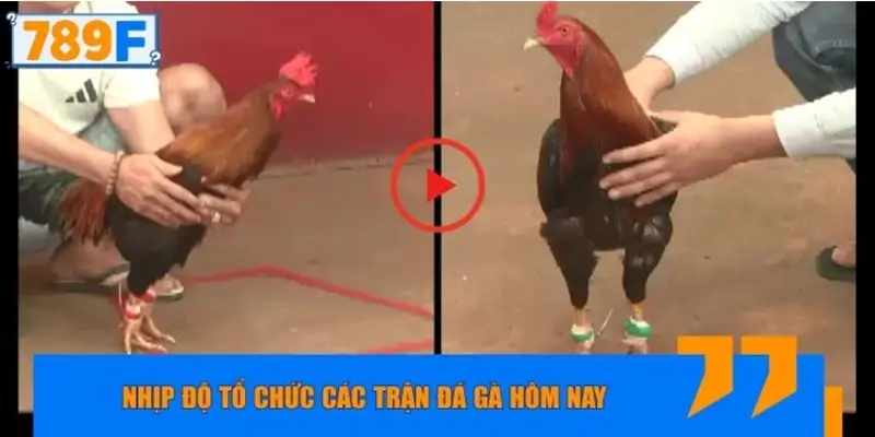 Nhịp độ tổ chức các trận đá gà hôm nay có gì khác biệt?