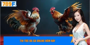Tin tức đá gà online hôm nay