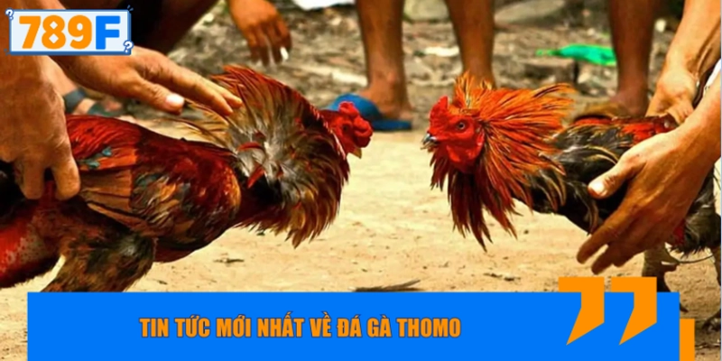 Tin tức mới về đá gà thomo 789f