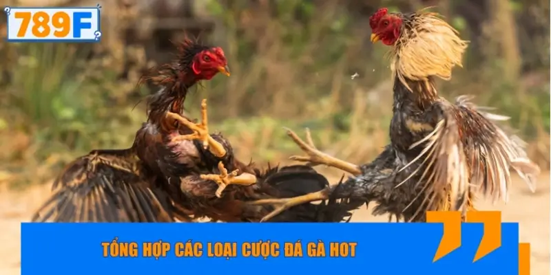 Tổng hợp các loại cược đá gà đòn hot