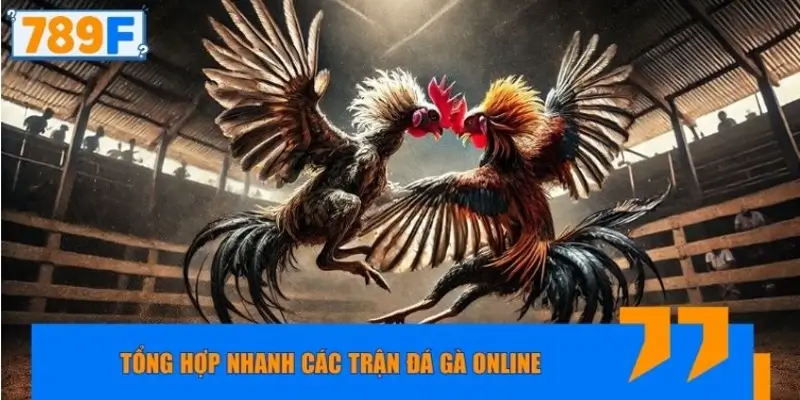 Tổng hợp nhanh các trận đá gà online đáng chú ý nhất
