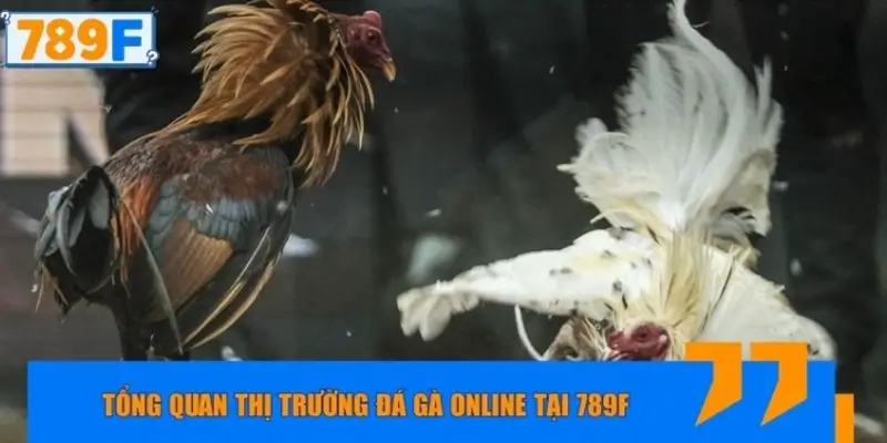 Tổng quan thị trường đá gà online tại 789F Tổng quan thị trường đá gà online tại 789F