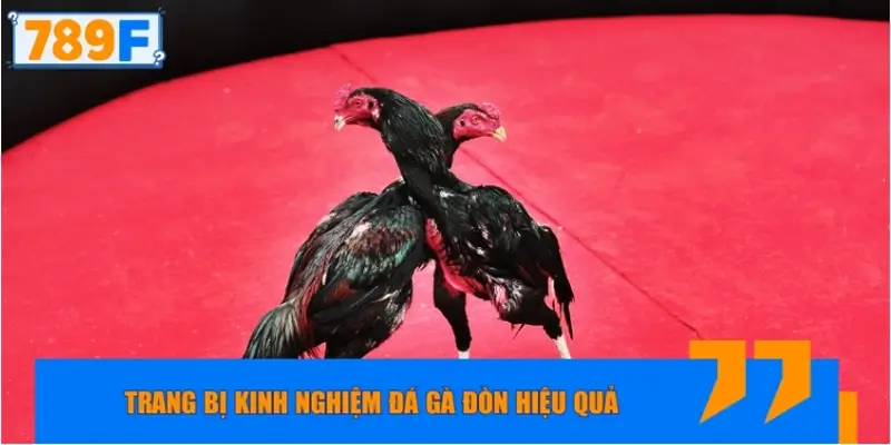 Trang bị kinh nghiệm đá gà đòn hiệu quả