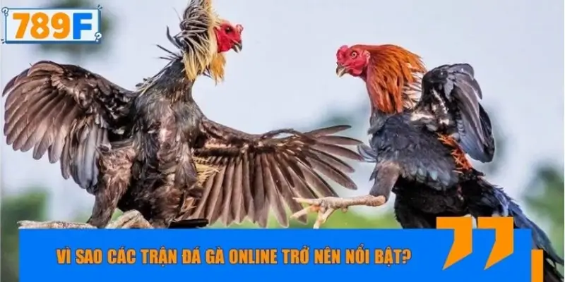 Vì sao các trận đá gà online trở nên nổi bật?