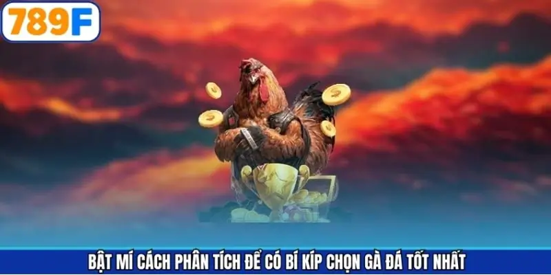 Bật mí cách phân tích để có bí kíp chọn gà đá tốt nhất
