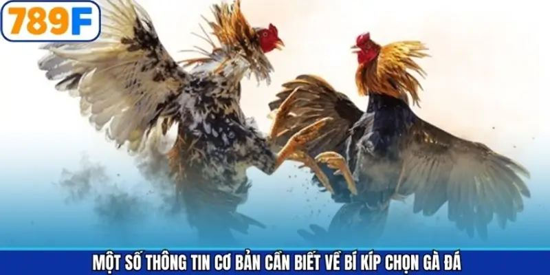 Một số thông tin cơ bản cần biết về bí kíp chọn gà đá