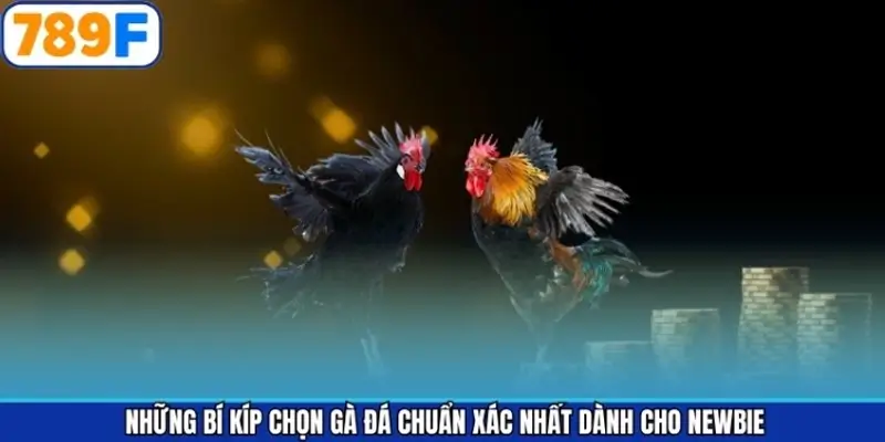 Tổng hợp những tips chọn chiến kê tốt nhất cho người mới